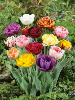 Double Late Tulips Mixed (Saver Sized Bulbs) Tulipa 8 Double Late Tulips Mixed (Saver Sized Bulbs) Tulipa -Plant Flower Store Tulip Double Late Mixed 0000968 2 67716.1657630762