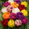 Double Late Tulips Mixed (Saver Sized Bulbs) Tulipa -Plant Flower Store Tulip Double Late Mixed 0000968 26802.1688720686