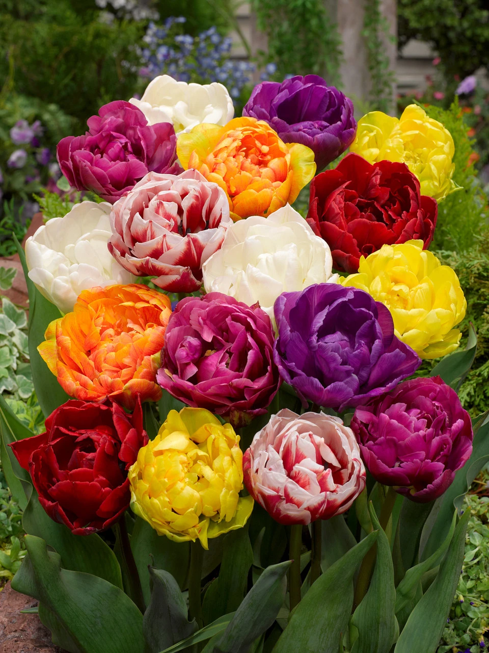 Double Late Tulips Mixed (Saver Sized Bulbs) Tulipa 3 Double Late Tulips Mixed (Saver Sized Bulbs) Tulipa