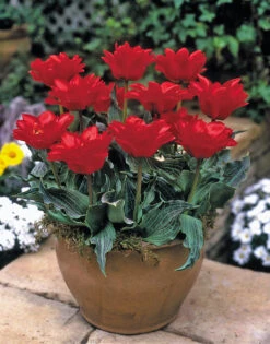 Tulip Double Red Riding Hood (Saver Sized Bulbs) Tulipa