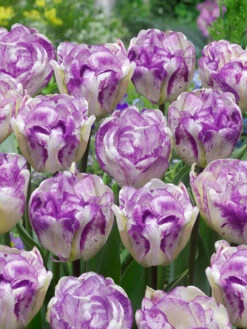 Tulip Shirley Double