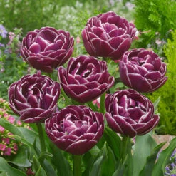 Tulip Dream Touch 11-12cm