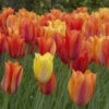 Tulip El Nino 11-12cm -Plant Flower Store Tulip El Nino 11 12cm 0005560 12424.1623343668