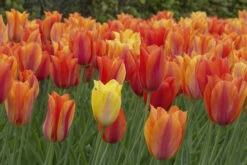 Tulip El Nino 11-12cm