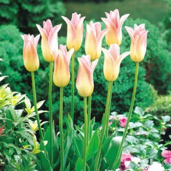 Tulip Elegant Lady Tulipa 8 Tulip Elegant Lady Tulipa -Plant Flower Store Tulip Elegant Lady 0002840 3 48482.1628516299