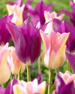 Tulip Elegant Lady Tulipa 7 Tulip Elegant Lady Tulipa -Plant Flower Store Tulip Elegant Lady 11 12cm 0002840 2 86541.1628516298