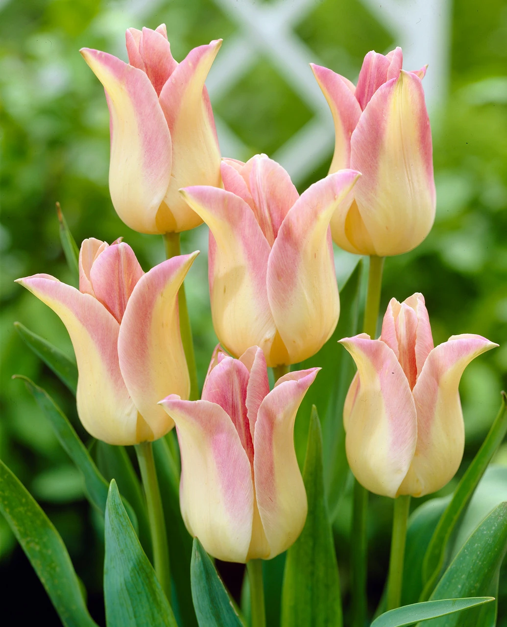 Tulip Elegant Lady Tulipa 3 Tulip Elegant Lady Tulipa