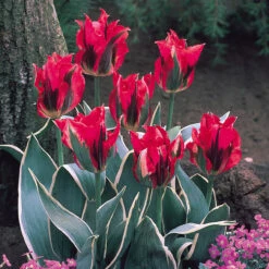 Tulip Esperanto Tulipa
