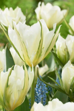 Tulip Exotic Emperor Tulipa