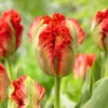 Tulip Exotic Parrot Tulipa -Plant Flower Store Tulip Exotic Parrot 0014082 40355.1687937870