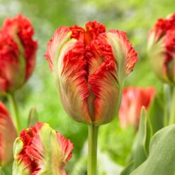 Tulip Exotic Parrot Tulipa