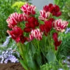 Tulip Fiery Club -Plant Flower Store Tulip FIery Club 0008347 54951.1656078009