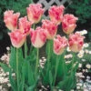 Tulip Fancy Frills 11/12cm Tulipa 1 Tulip Fancy Frills 11/12cm Tulipa -Plant Flower Store Tulip Fancy Frills 0002738 17668.1628521932