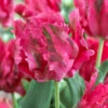 Tulip Fantasy 11-12cm Tulipa -Plant Flower Store Tulip Fantasy 11 12cm 0002900 40798.1628164268