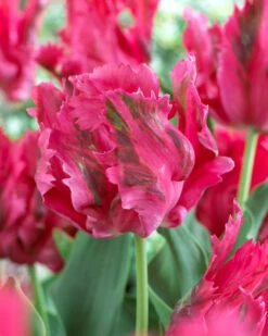 Tulip Fantasy 11-12cm Tulipa