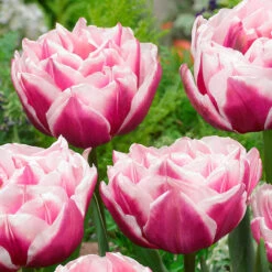 Tulip Fantasy Lady Tulipa -Plant Flower Store Tulip Fantasy Lady 0009122 2 87328.1654677421
