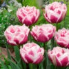 Tulip Fantasy Lady Tulipa -Plant Flower Store Tulip Fantasy Lady 0009122 22295.1654677421