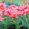 Tulip Fashion (Saver Sized Bulbs) Tulipa -Plant Flower Store Tulip Fashion 10 11cm 0002804 05225.1623343494