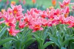 Tulip Fashion (Saver Sized Bulbs) Tulipa