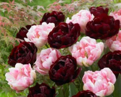 Tulip Finola -Plant Flower Store Tulip Finola 11 12cm 0004962 2 49865.1623343618