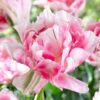 Tulip Finola -Plant Flower Store Tulip Finola 11 12cm 0004962 72839.1623343617
