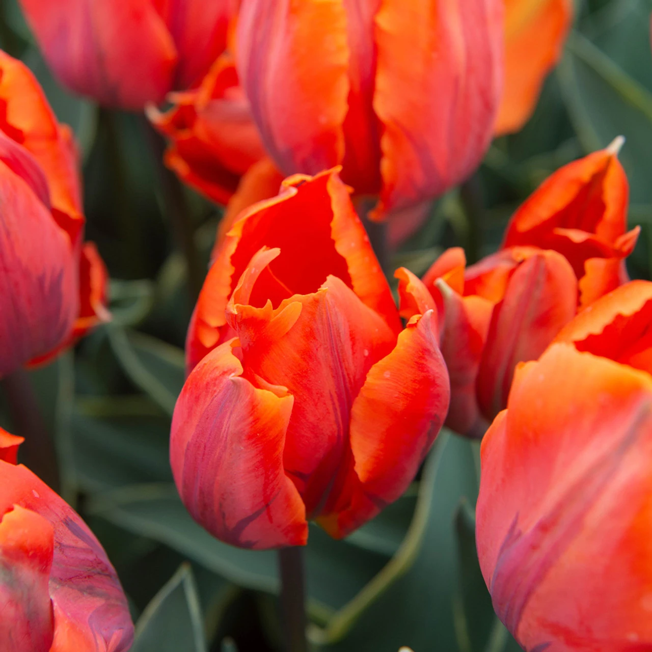 Tulip Fire Queen 11/12cm Tulipa Fire Queen 4 Tulip Fire Queen 11/12cm Tulipa Fire Queen - Image 2