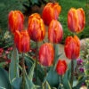 Tulip Fire Queen 11/12cm Tulipa Fire Queen -Plant Flower Store Tulip Fire Queen 11 12cm 0011093 63351.1666786670