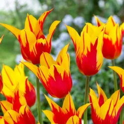 Tulip Fire Wings Tulipa -Plant Flower Store Tulip Fire Wings 11 12cm 0006557 2 42154.1655121781
