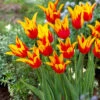 Tulip Fire Wings Tulipa -Plant Flower Store Tulip Fire Wings 11 12cm 0006557 38979.1655121781
