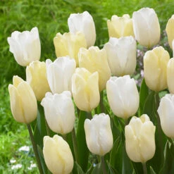 Tulip Flag Collection (Saver Sized Bulbs) -Plant Flower Store Tulip Flag Collection 1018570 2 30607.1655289058