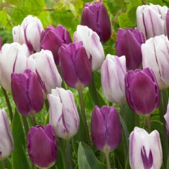 Tulip Flag Collection (Saver Sized Bulbs) -Plant Flower Store Tulip Flag Collection 1018570 4 22943.1655289058