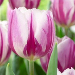 Tulip Flag Collection (Saver Sized Bulbs) -Plant Flower Store Tulip Flag Collection 1018570 7 82109.1655289058