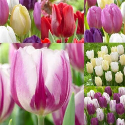 Tulip Flag Collection (Saver Sized Bulbs)
