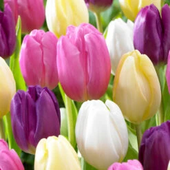 Tulip Flag Mixed (Saver Sized Bulbs) -Plant Flower Store Tulip Flag Mixed 10 11cm 0011119 2 55014.1655109773