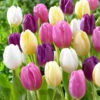 Tulip Flag Mixed (Saver Sized Bulbs) -Plant Flower Store Tulip Flag Mixed 10 11cm 0011119 27134.1655109773