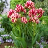 Tulip Flaming Club 1 Tulip Flaming Club -Plant Flower Store Tulip Flaming Club 11 12cm 0008344 58664.1623344163