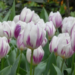Tulip Flaming Flag (Saver Sized Bulbs) Tulipa -Plant Flower Store Tulip Flaming Flag 10 11cm 0006157 2 06431.1687960594