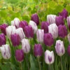 Tulip Flaming Flag (Saver Sized Bulbs) Tulipa -Plant Flower Store Tulip Flaming Flag 10 11cm 0006157 20195.1687960595