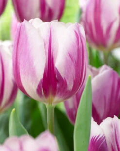 Tulip Flaming Flag Tulip Flaming Flag