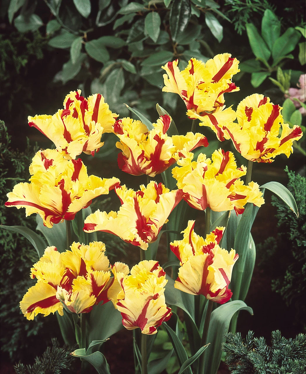 Tulip Flaming Parrot Tulipa 4 Tulip Flaming Parrot Tulipa - Image 2