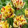 Tulip Flaming Parrot Tulipa 1 Tulip Flaming Parrot Tulipa -Plant Flower Store Tulip Flaming Parrot 11 12cm 0002902 57787.1623343487