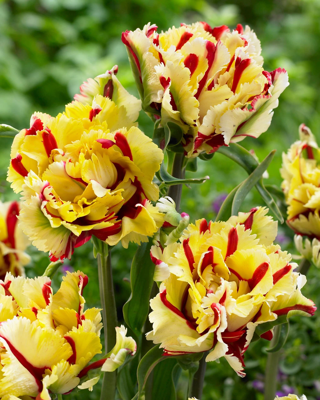 Tulip Flaming Parrot Tulipa 3 Tulip Flaming Parrot Tulipa