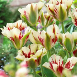 Tulip Flaming Spring Green Tulipa