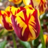 Tulip Flaming Sun 1 Tulip Flaming Sun -Plant Flower Store Tulip Flaming Sun 0010460 16075.1623343956