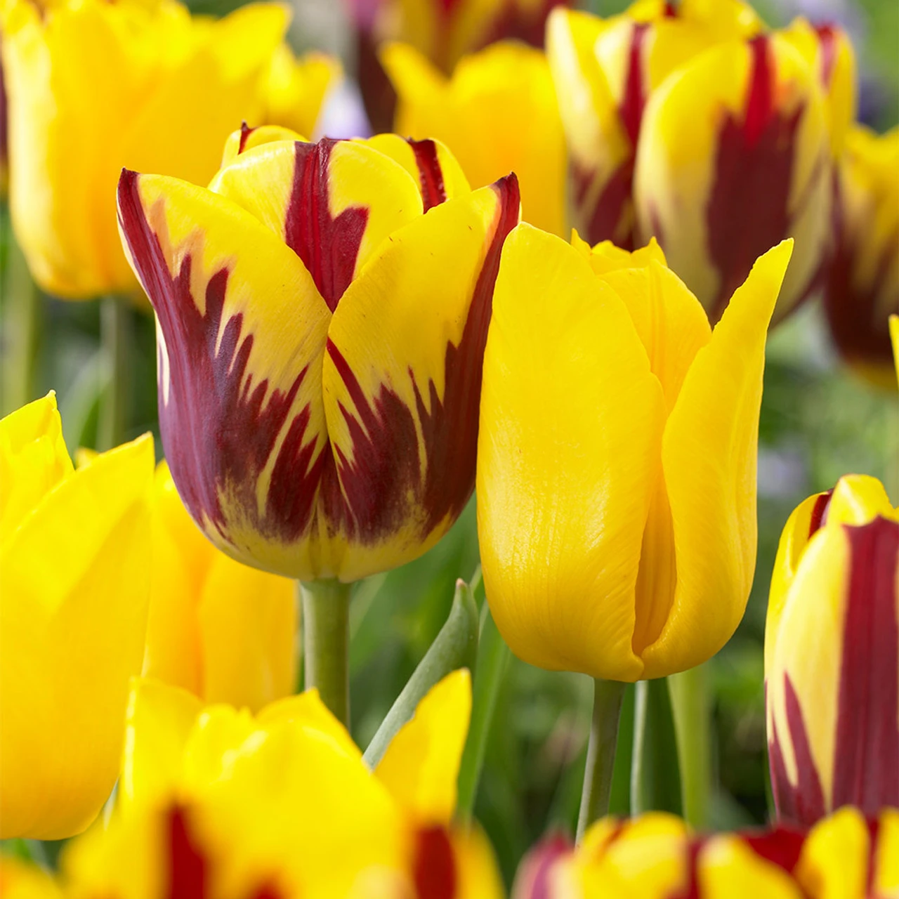 Tulip Flaming Sun 5 Tulip Flaming Sun - Image 3