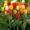 Tulip Fosteriana Mixed Tulipa -Plant Flower Store Tulip Fosteriana Mixed Tulips 11 12cm 0003216 39284.1623343496