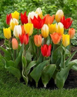 Tulip Fosteriana Mixed Tulipa