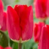 Tulip Fostery King -Plant Flower Store Tulip Fostery King 0009773 19020.1624367397
