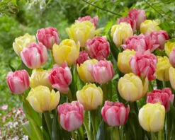 Tulip Foxtrot Tulipa -Plant Flower Store Tulip Foxtrot 11 12cm 0003815 2 81274.1623343580
