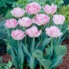 Tulip Foxtrot Tulipa -Plant Flower Store Tulip Foxtrot 11 12cm 0003815 93747.1623965850